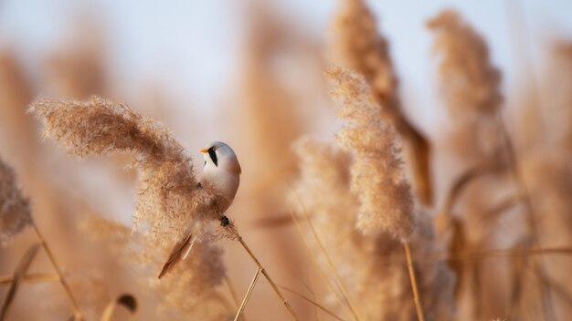 Bearded Tit, male - Reedling