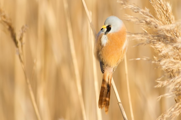 Bearded tit panurus biarmicus Bird sitting on reed near a river Early sunny morning