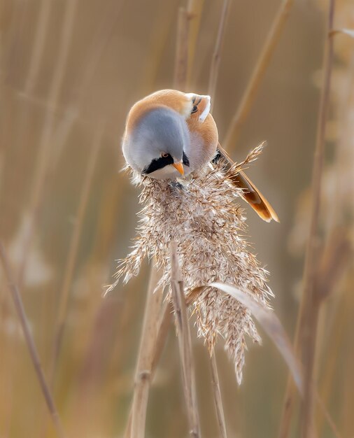 Photo bearded tit on reeds