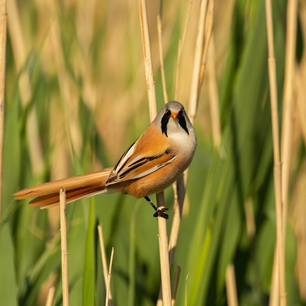 A bearded tit sits on a reed Panurus biarmicus Close up