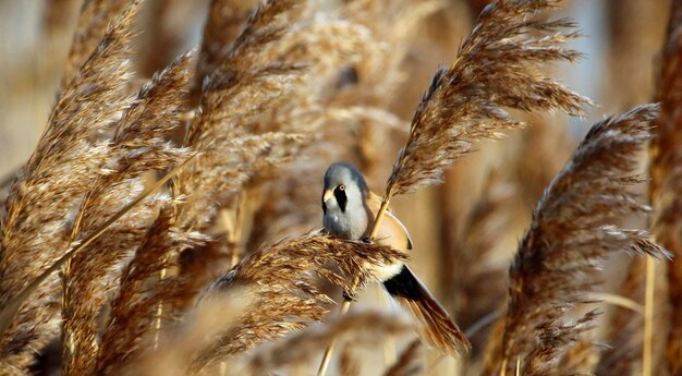 Bearded tits feeding in a reed bed