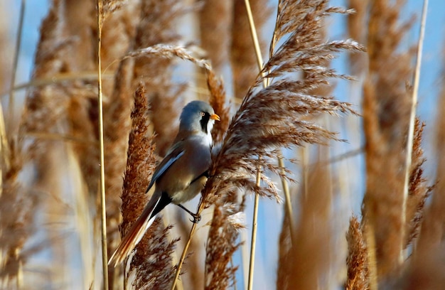 Bearded tits feeding in a reed bed