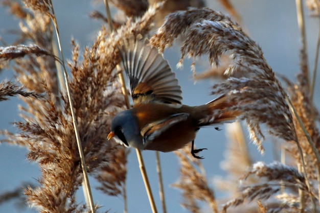 Bearded 가슴 Feeding 에 a reedbed