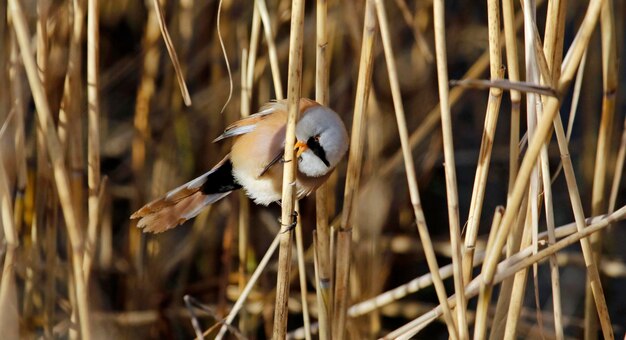 Bearded tits feeding in a reedbed