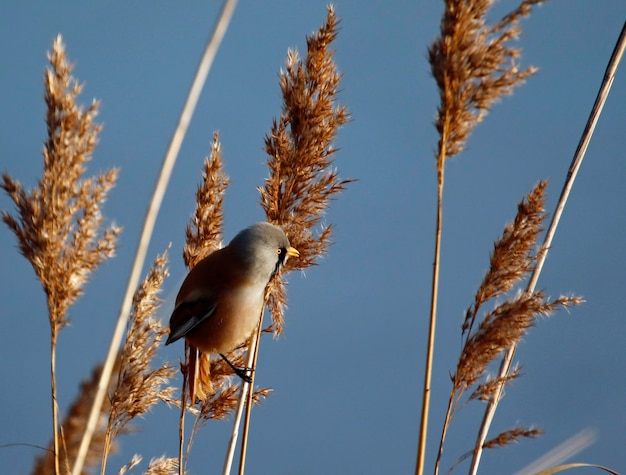 Bearded tits feeding in a reedbed