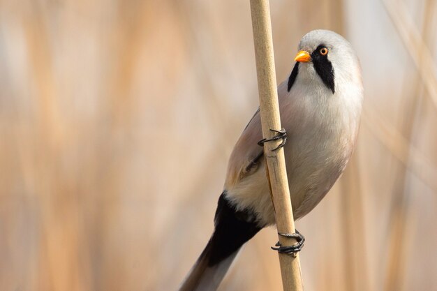 Barbuto tette panurus biarmicus maschio seduto su un bastone