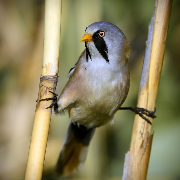 Bearded Tits sitting on the twine