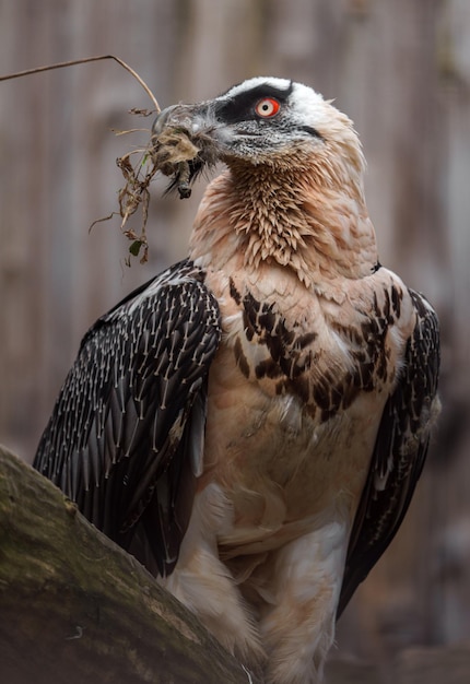 Bearded vulture