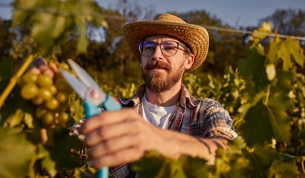 Бородатый винодел собирает виноград на ферме