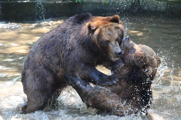 写真 湖で熊が戦っている