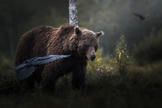 Photo bears of finland photo