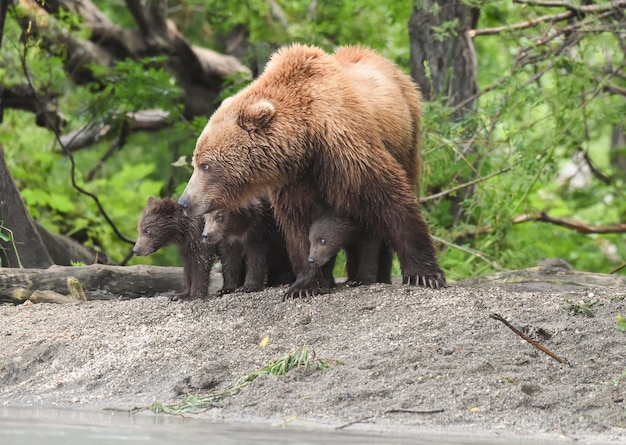 Bears in het bos.