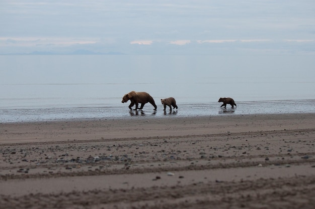 Foto bears lopen op het strand tegen de lucht.