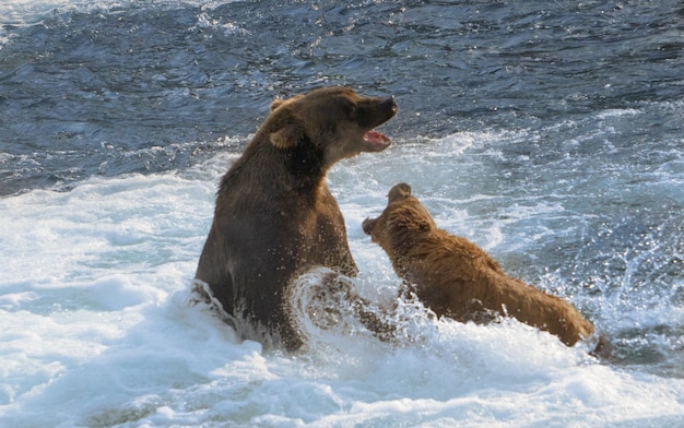 写真 水の中で遊ぶクマ