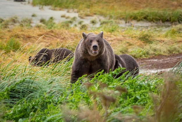 アラスカの荒野のクマ