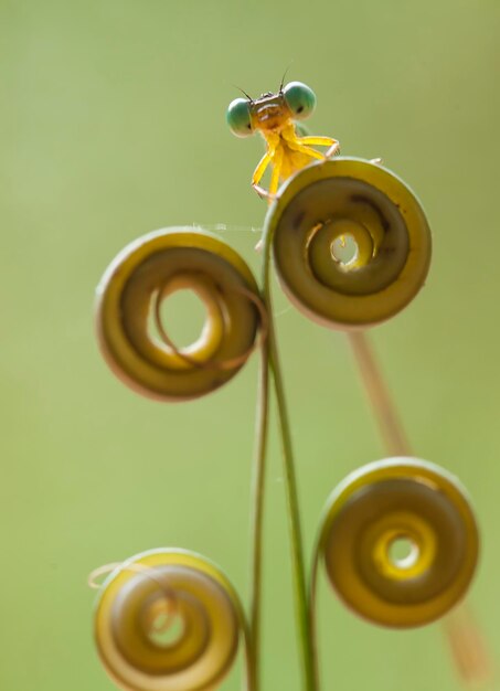 Photo beatiful dragonfly on unique plants