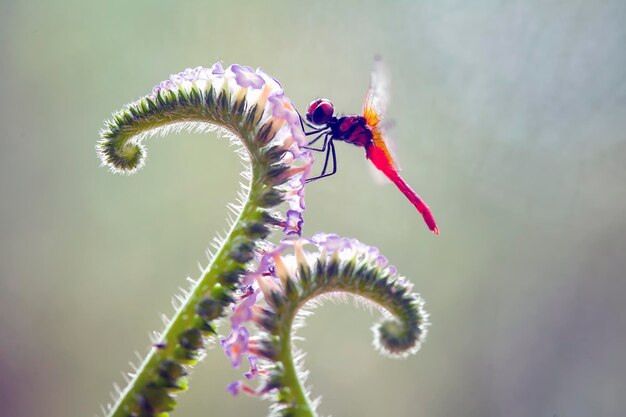 Foto una bellissima libellula su piante uniche