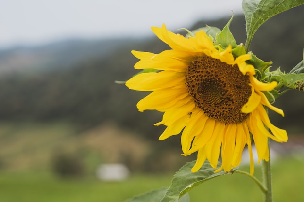 Beatiful flower in the lovely day