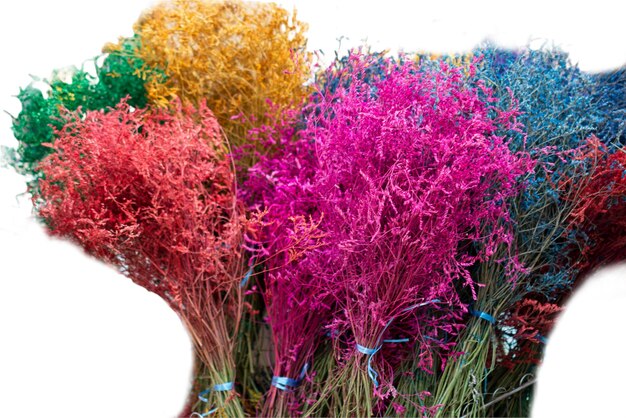 Beatiful fresh flowers on white background