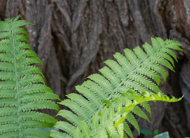 Beatiful green bright branches on a background of tree bark