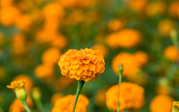 beatiful landscape view of blossom marigold flower at Kathmandu Nepal