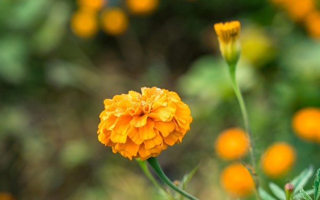 カトマンズネパールの花マリーゴールドの花の美しい風景の景色