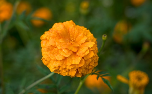 beatiful landscape view of blossom marigold flower at Kathmandu Nepal