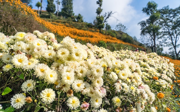 카트만두 네팔에서 꽃 흰 꽃의 아름 다운 풍경 보기