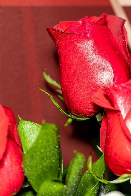 beatiful red and white roses