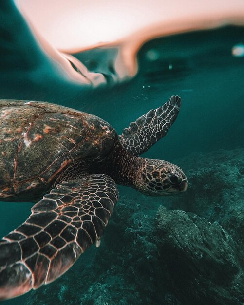 Photo beatiful turtle in a beach