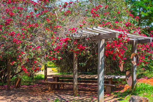 A beatiful view of Botanical Garden located in Brasilia Brazil