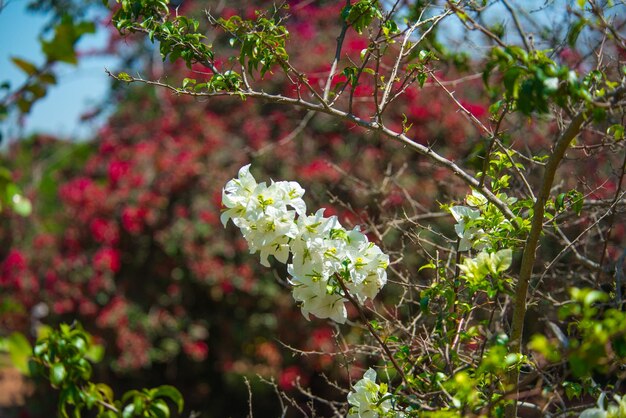 ブラジルのブラジリアにある植物園の美しい景色