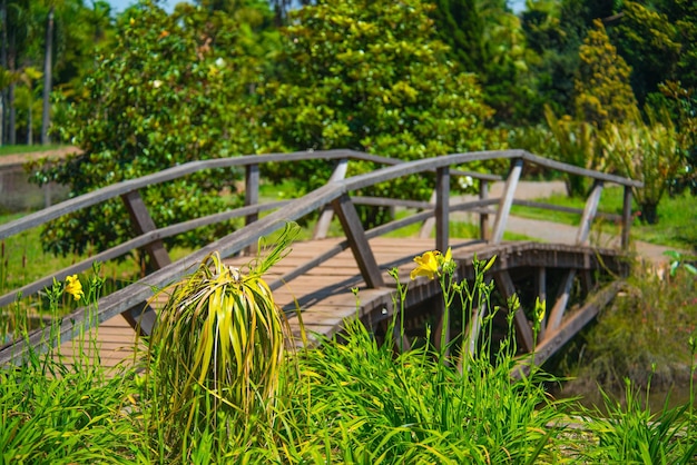 Una bella vista del giardino botanico situato a brasilia, brasile