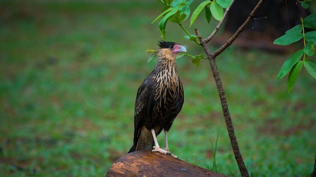 ブラジルのブラジリアにある植物園の美しい景色