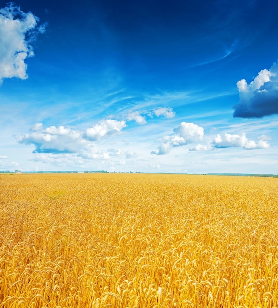 Beatiful view on field of wheat and blue cloudy sky