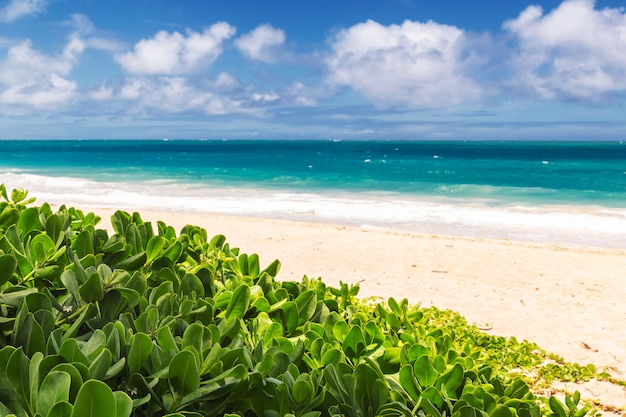 青緑色の水と曇り空、ハワイのオアフ島の海岸線の美しいワイマナロビーチ