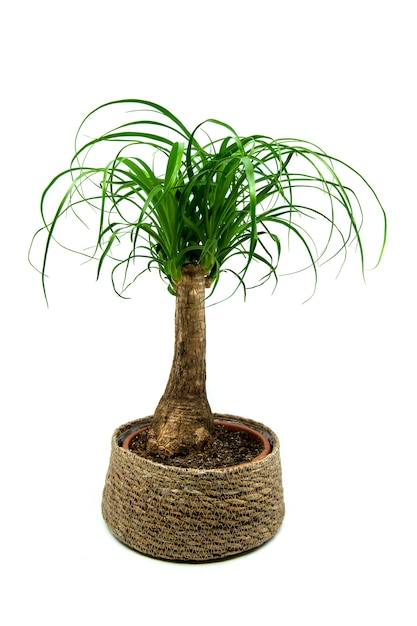 Beaucarnea isolated on white background The Beaucarnea Recurvata also known as Ponytail Palm or Nolina is a houseplant with a swollen thick brown stem and the long narrow curly green leaves