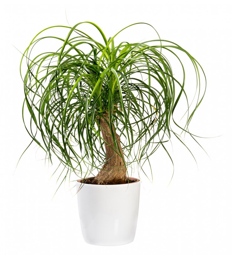 Beaucarnea recurvata или Nolina recurvata plant