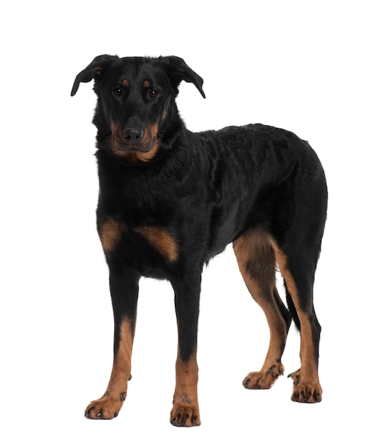 Beauceron, 2 Years old, standing