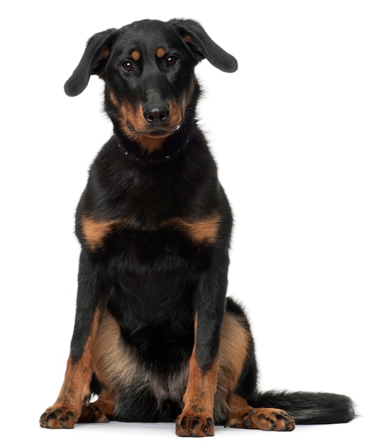 Beauceron, 7 Months old, sitting 