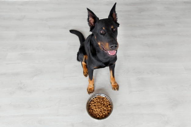 Beauceron dog against bowl with pedigree, top view. French shepherd, sheepdog