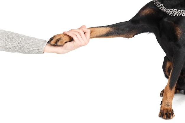 Photo beauceron dog paw in human hand friendship concept, white background. sheepdog clever companion, domestic animal