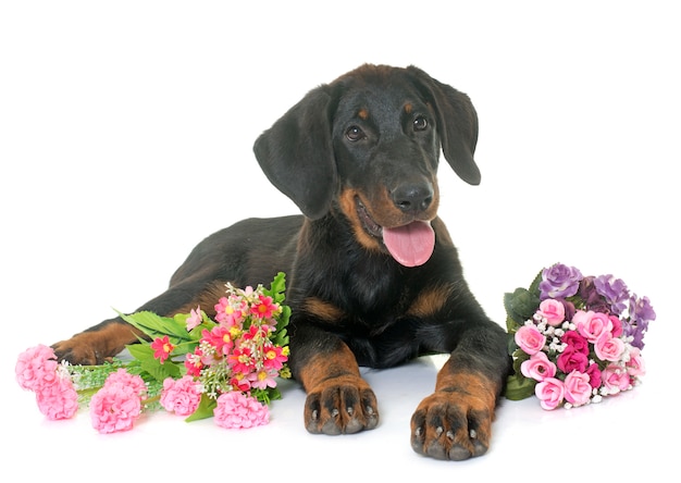 beauceron dog