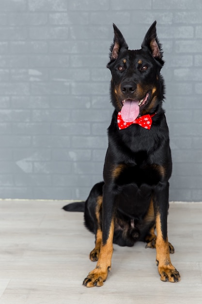 Beauceron hond met rode vlinderdas schattige puppy