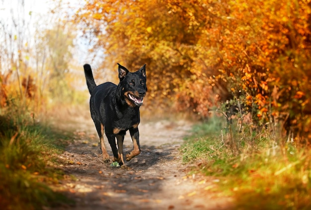 beauceron playing in the nature in autumn