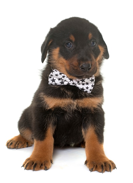 ボースロン子犬