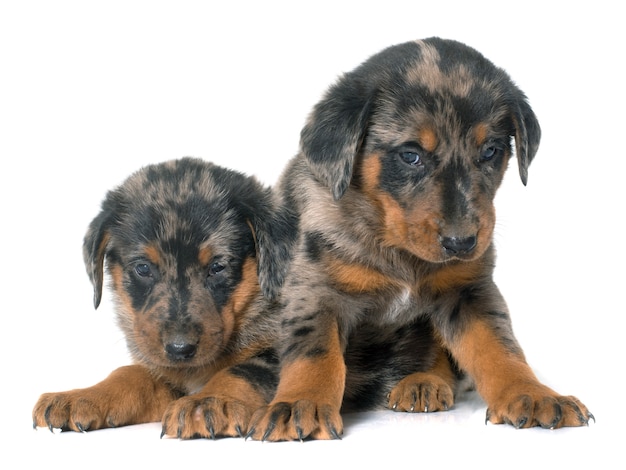 Beauceron pups