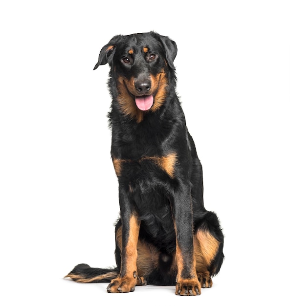 Beauceron zittend tegen een witte achtergrond