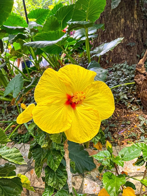 美しい多彩な花々