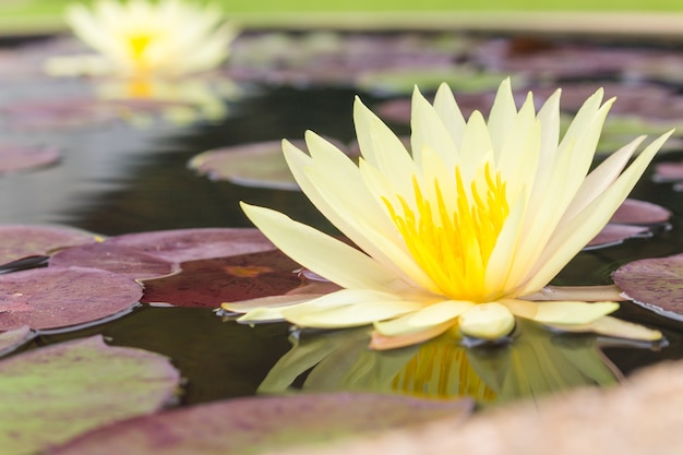 Beauful Lotus-bloemen